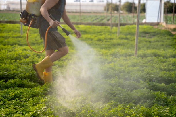 Best Pest Removal Services  in Crown Heights, NY