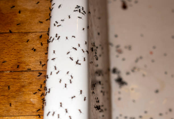 Best Wasp Removal Services  in Crown Heights, NY
