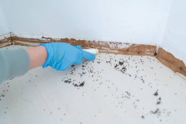 Best Flea Control Services  in Crown Heights, NY